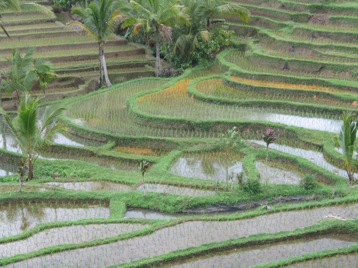 1 ricefield_6425
