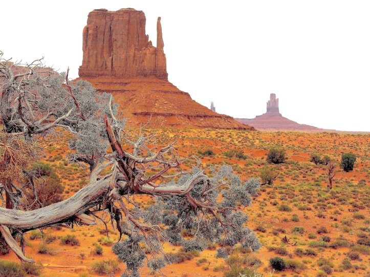Weathered juniper, Monument Valley