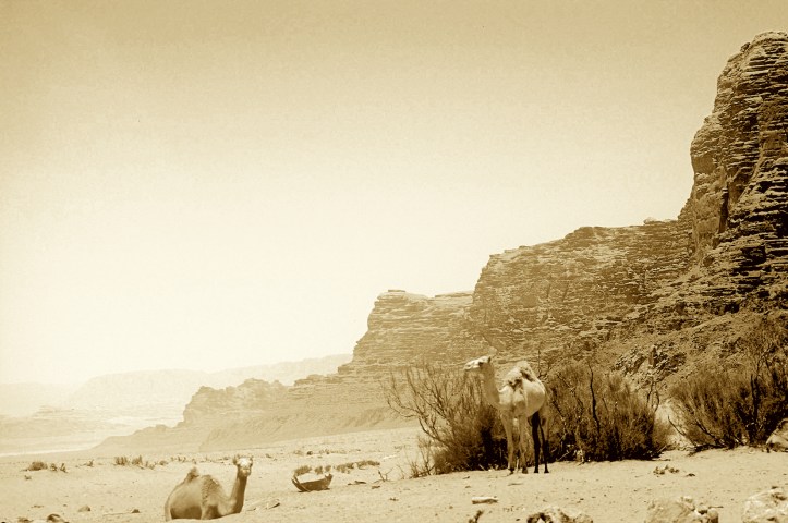 Wild camels roam Wadi Rum