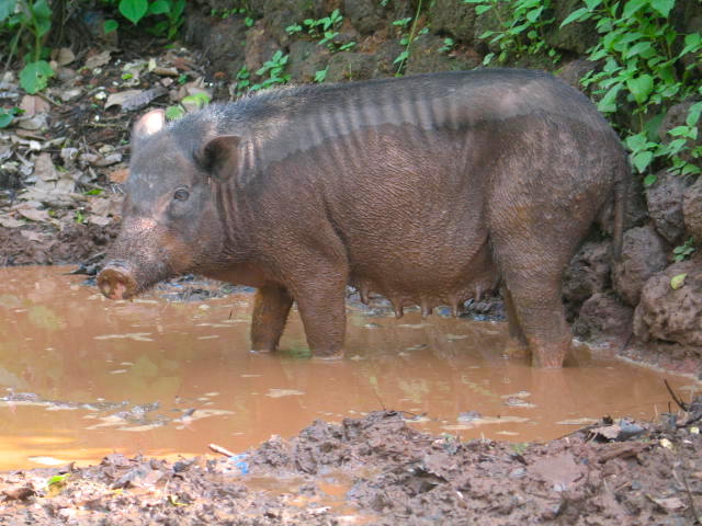 Pigs love monsoon season