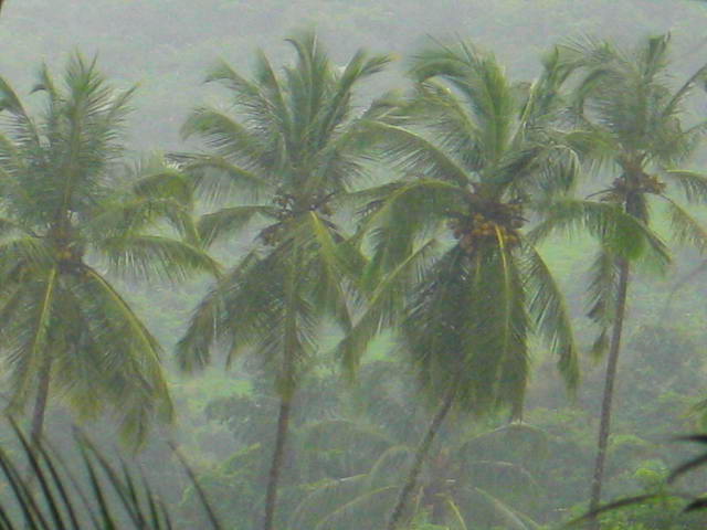 Coconut palms in the rain