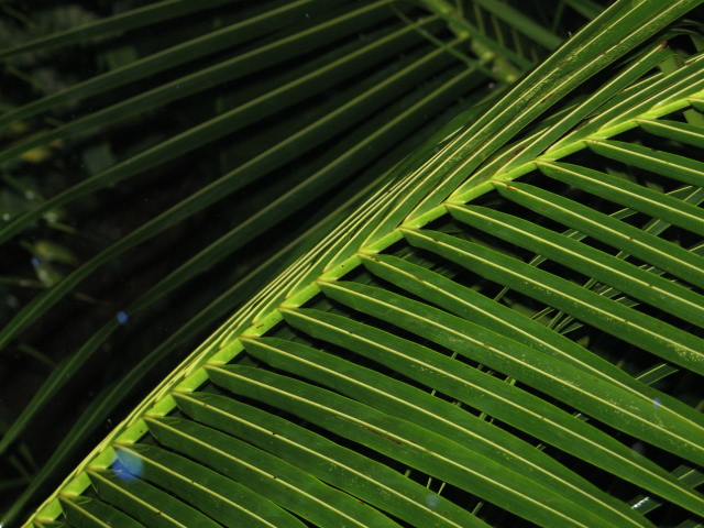 Almost dry palm leaf