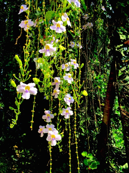 12 orchidVine 1694 E1SM