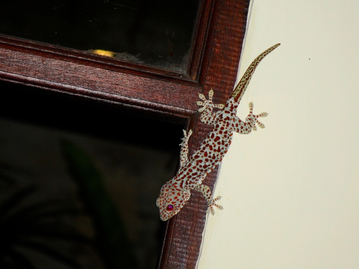 5 gecko 4121 E1SM