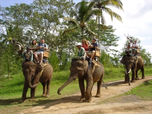 Photo: Elephant Safari Park