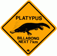 platypus2