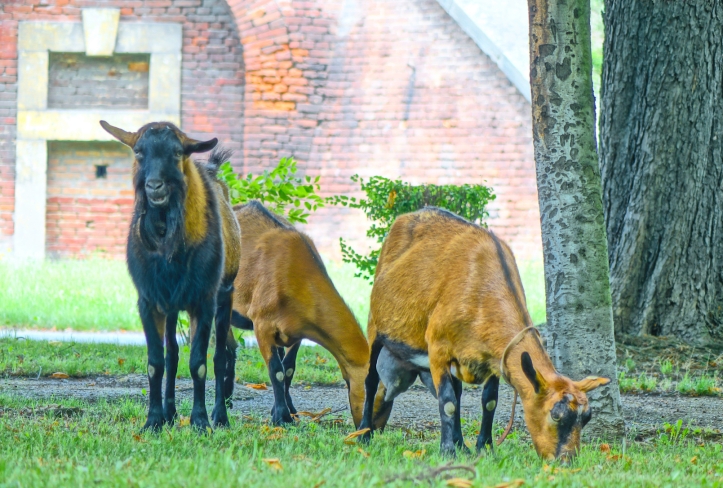 Goats in Prague