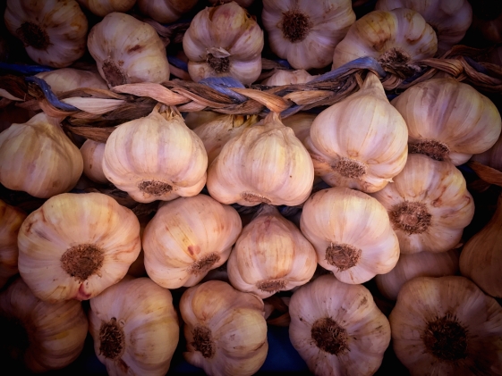 garlic bulbs close-up