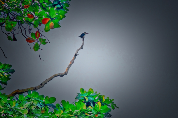 kingfisher in tree