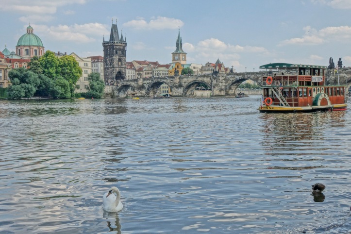 Prague, Charles Bridge, swan