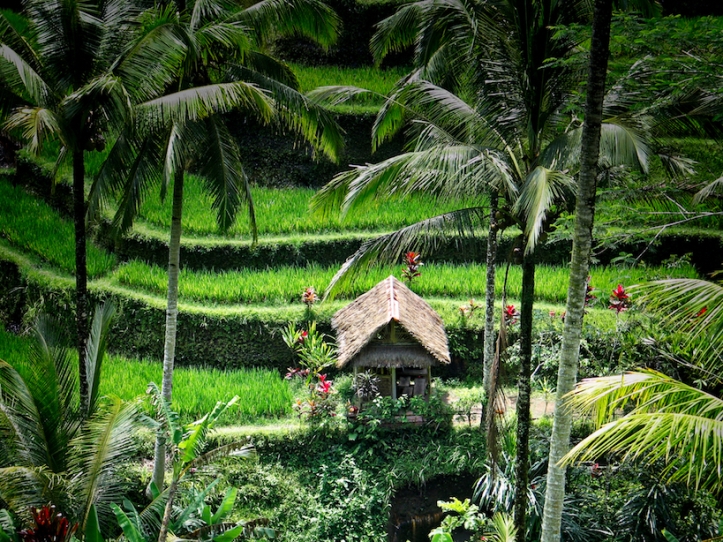 Bali Rice paddy