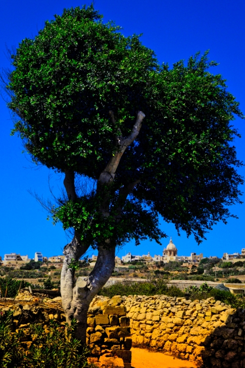 Gharghar Tree, Gozo, Malta