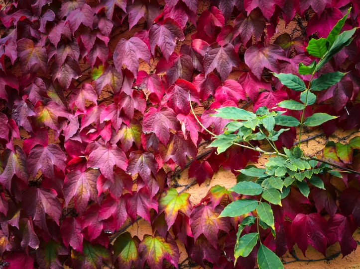Ireland ivy autumn red